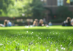 summer lawn